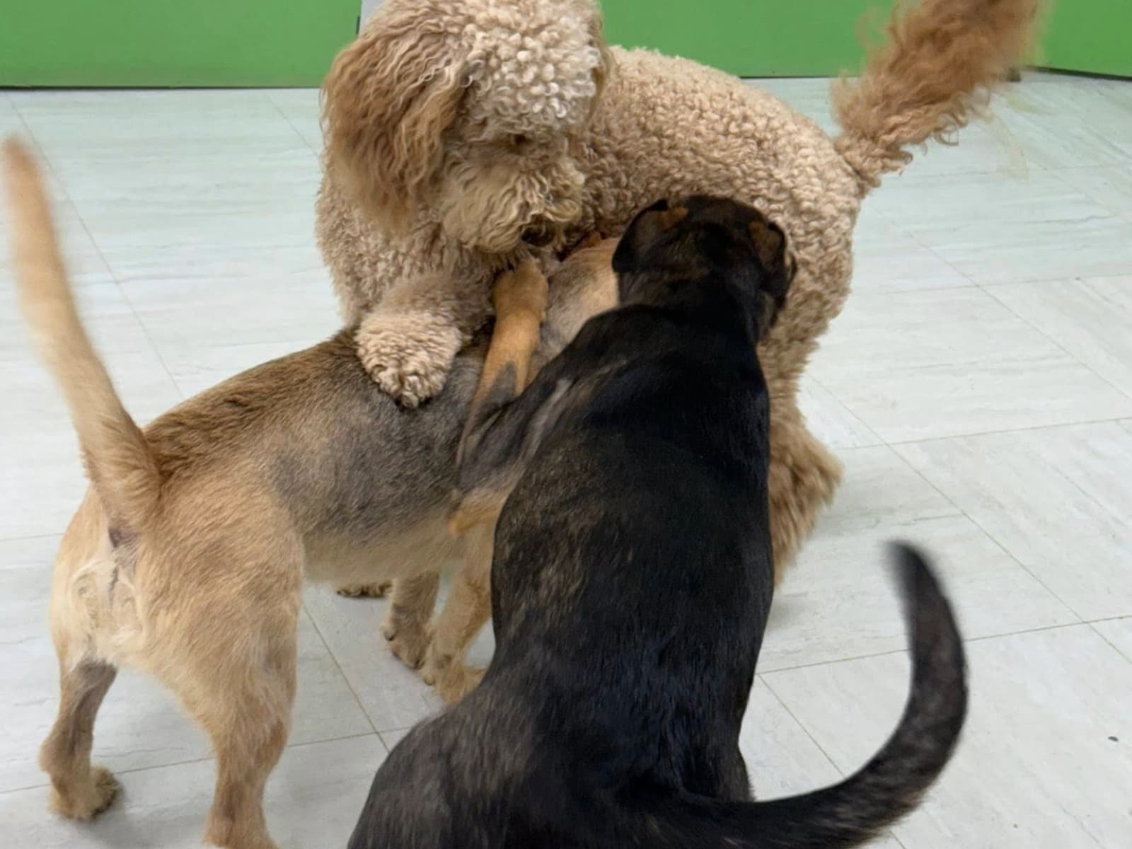 Dog in PET5150 boarding care