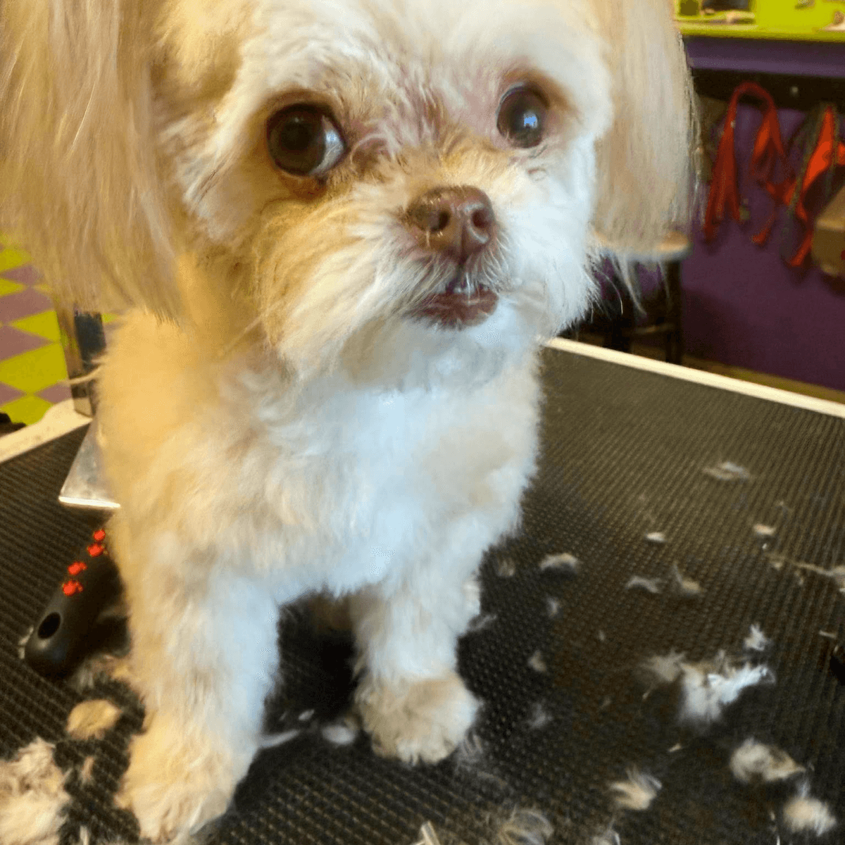 Freshly groomed small dog close-up