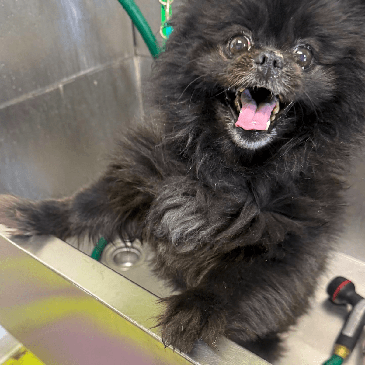Freshly groomed dog after appointment