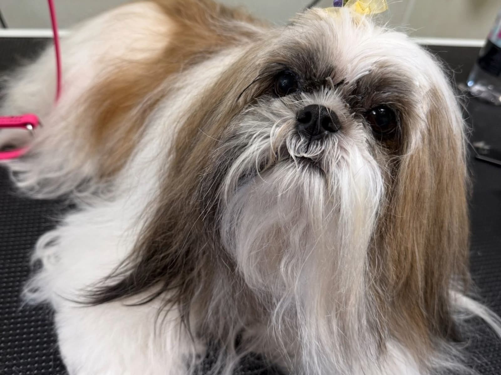 Dog grooming proof image one