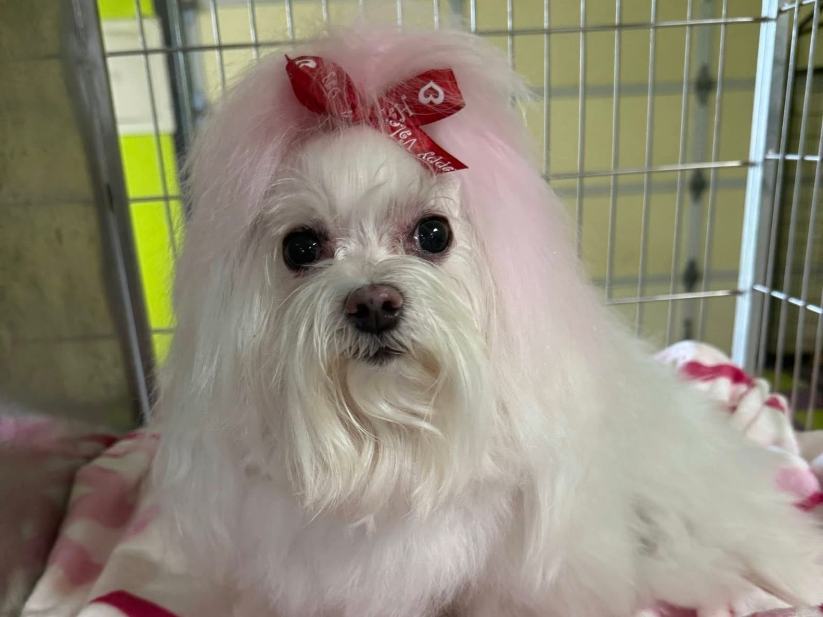 Dog grooming proof image two