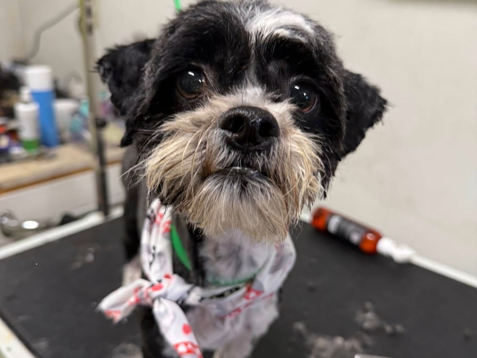 Dog grooming proof image three