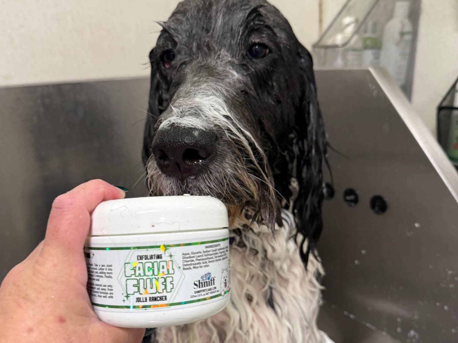 Dog grooming proof image four