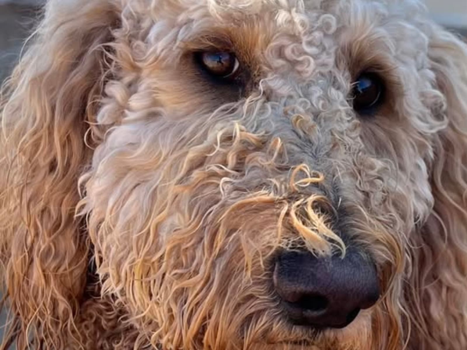 Dog grooming proof image five