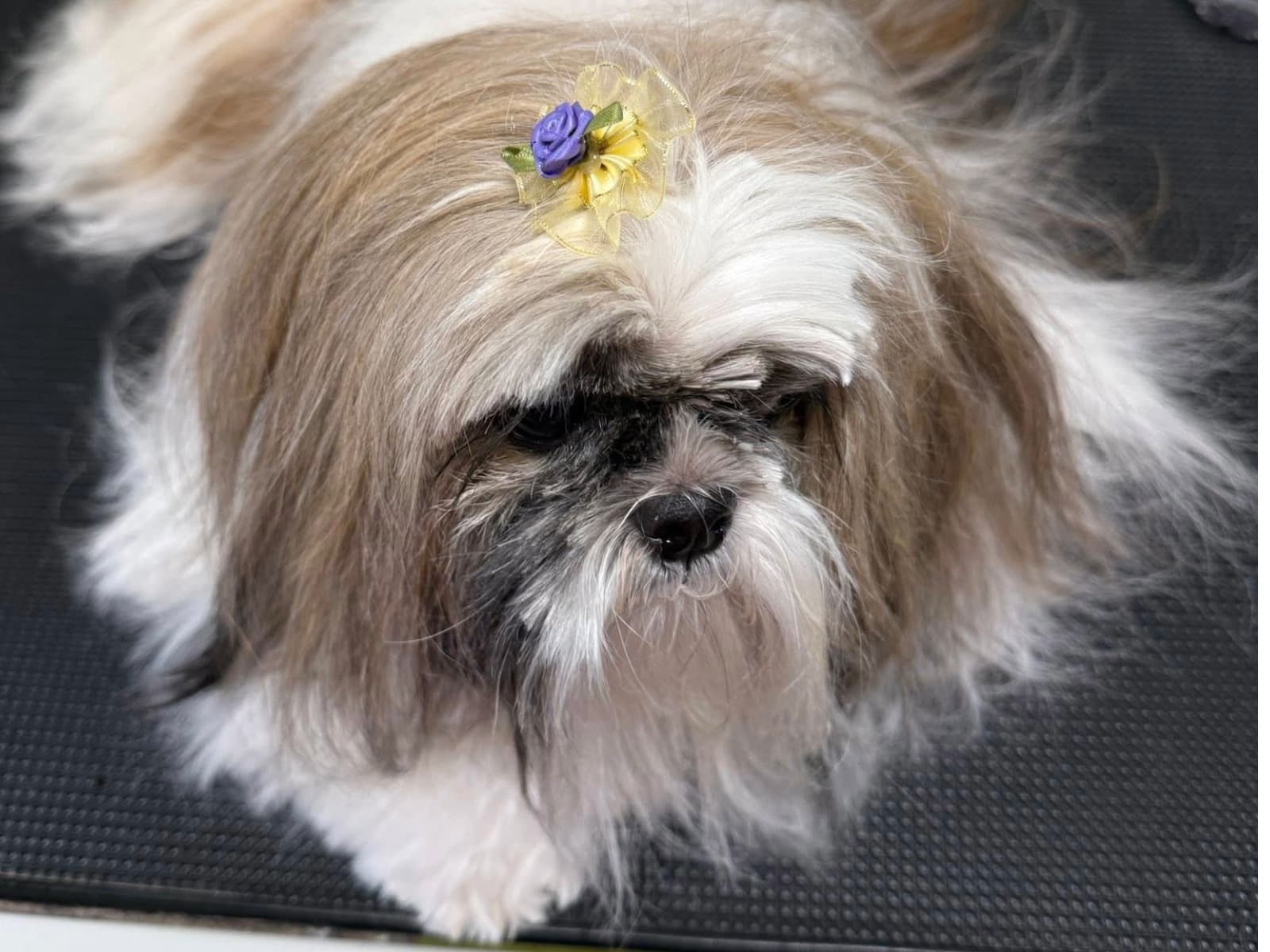 Dog grooming proof image six