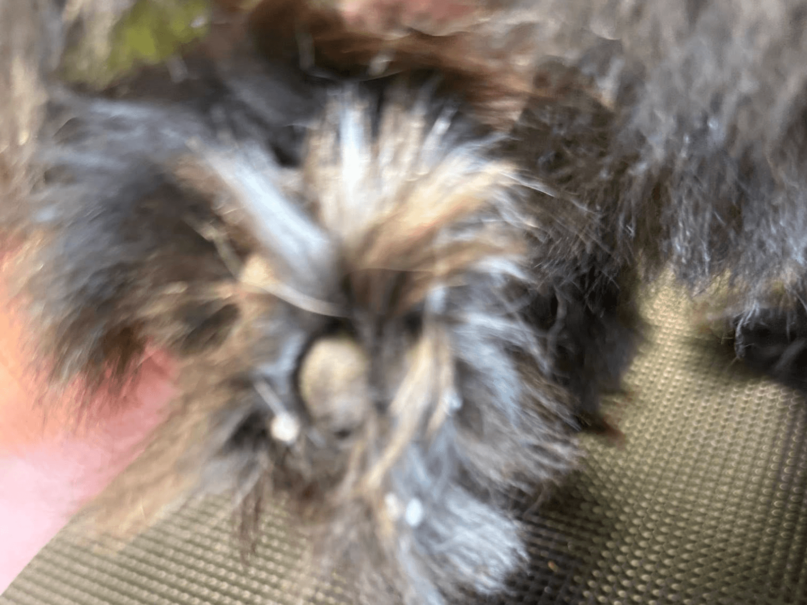 Before and after dog grooming result