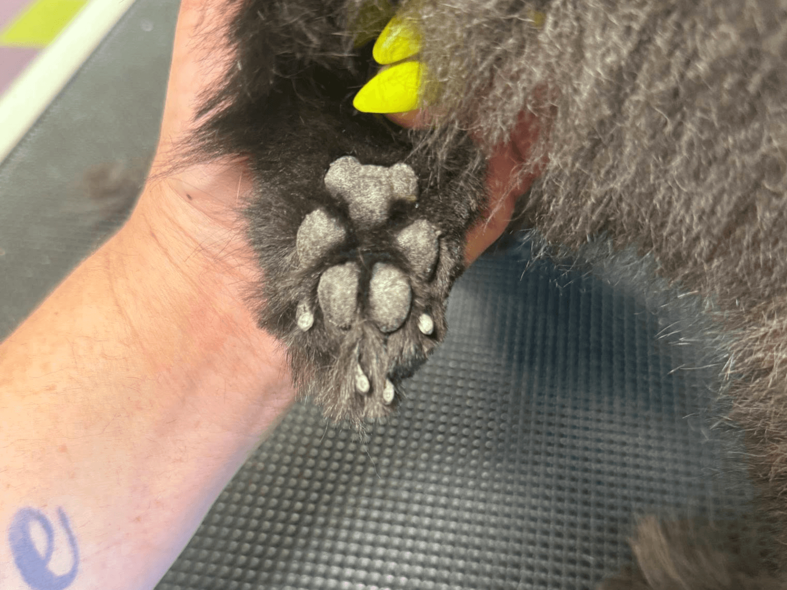 Professional grooming result