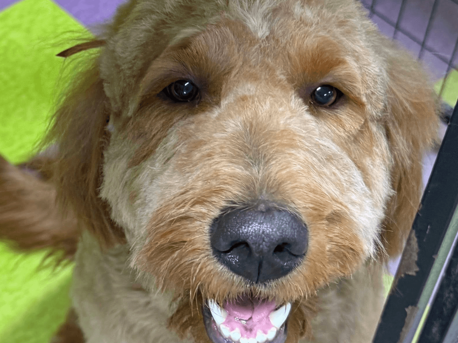 Dog with clean finished coat