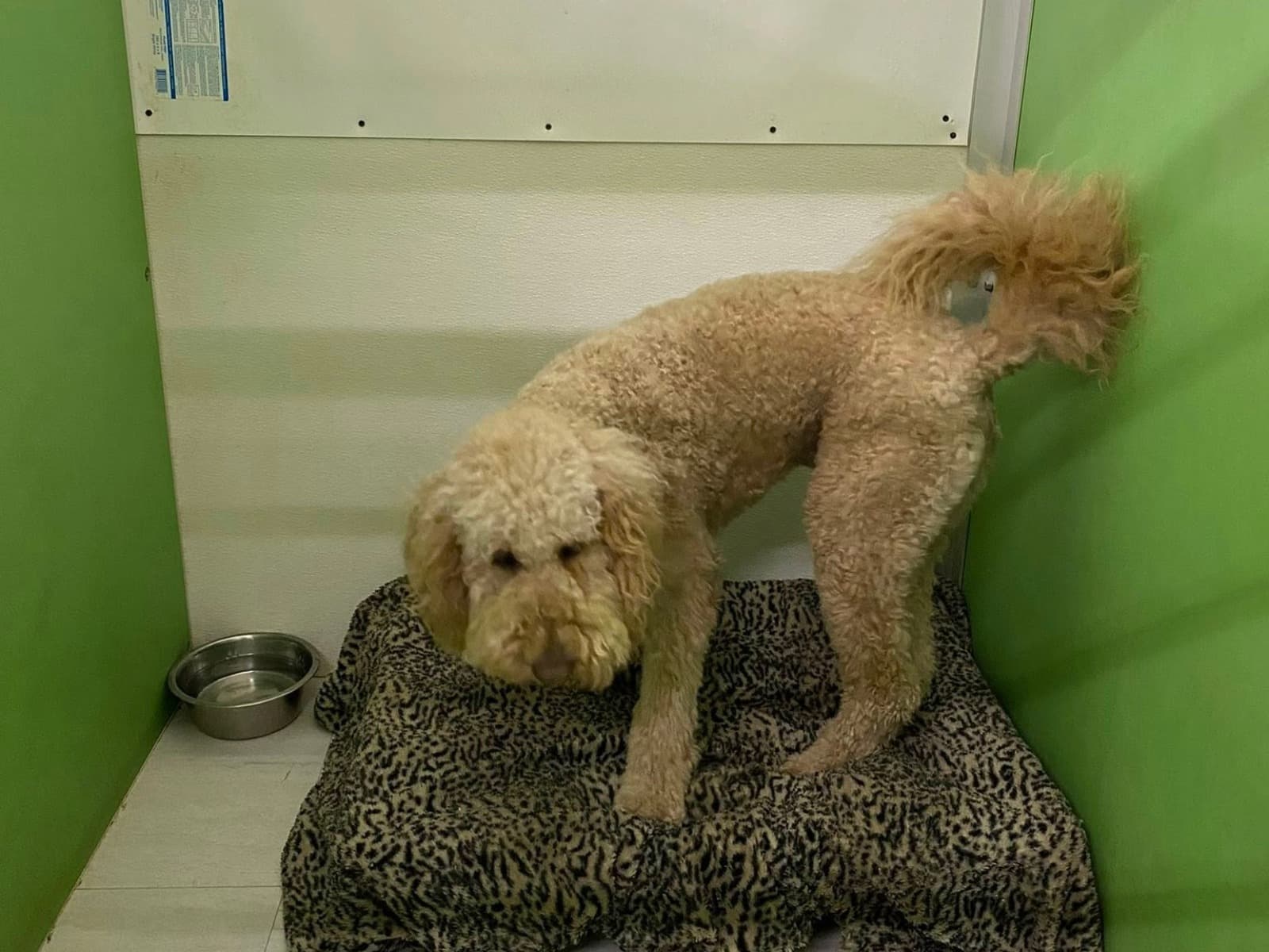 Dog resting during PET5150 boarding stay