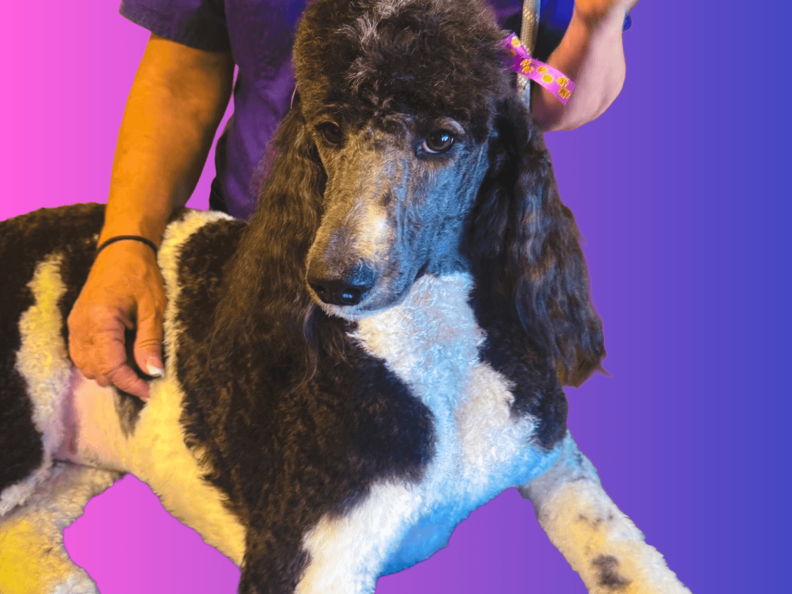 PET5150 grooming result