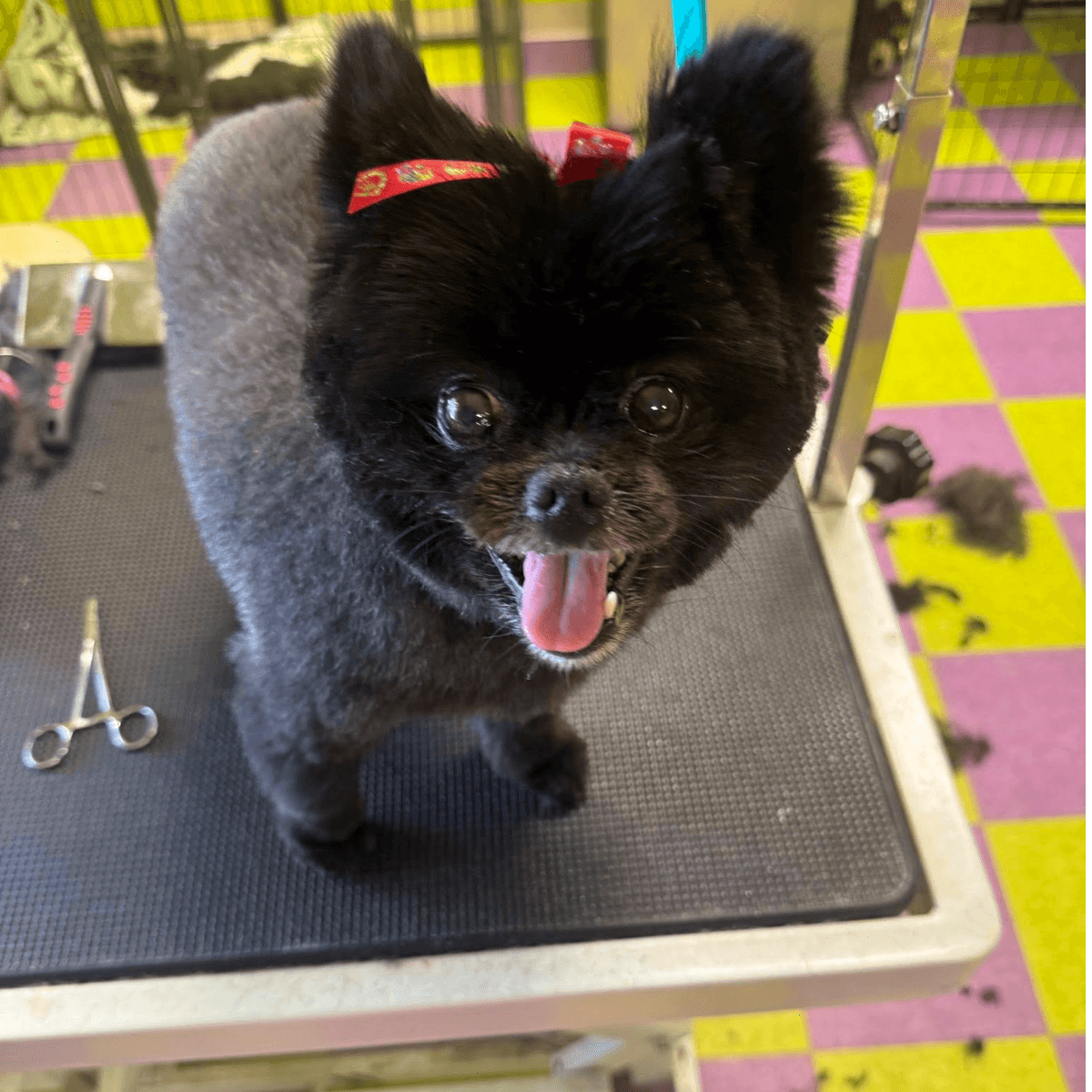 Fluffy black dog with a fresh groom on the PET5150 grooming table